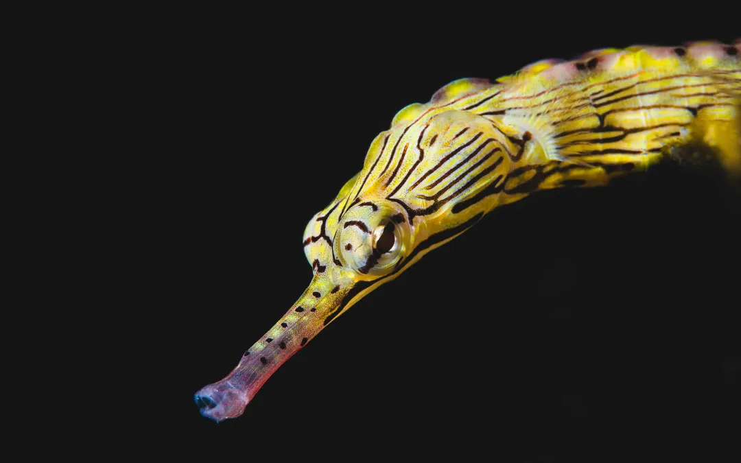 Diving the reefs near Gam, Raja Ampat