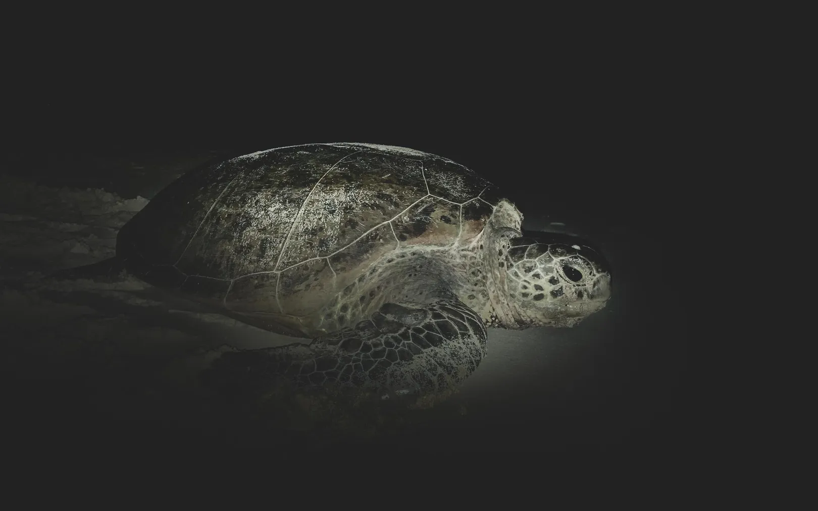 Green turtle in Raja Ampat