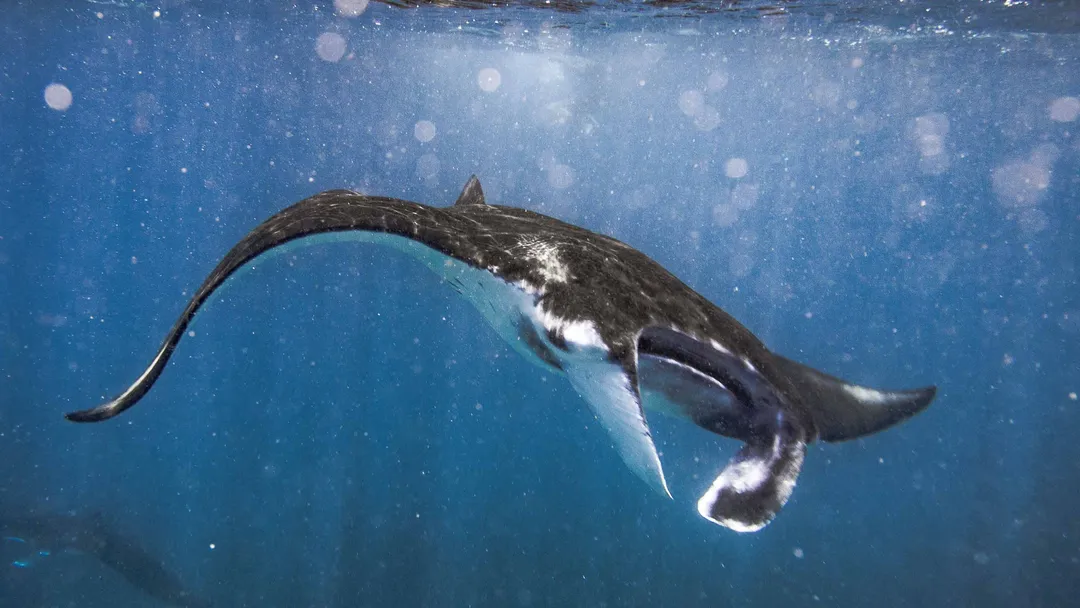 Manta ray at the Dayan cleaning station, Batanta