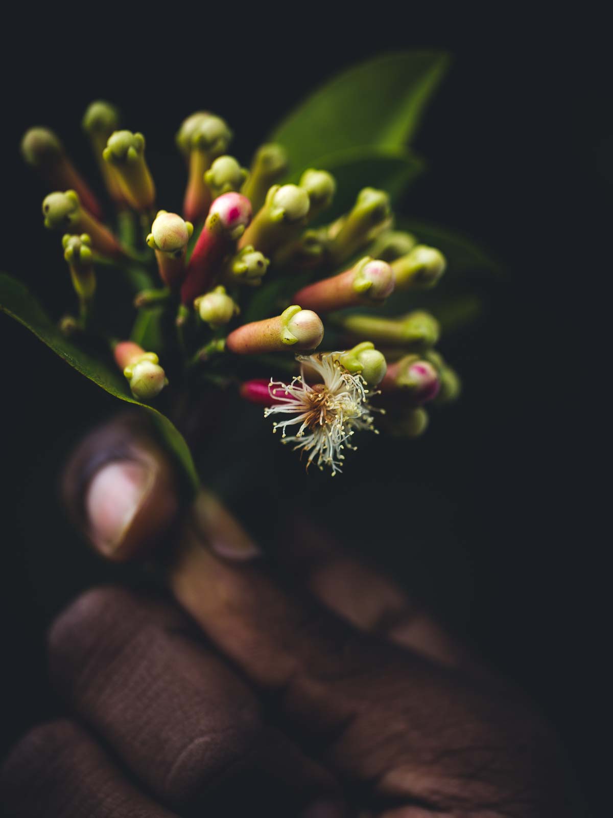 Close-up of a hand holding cloves