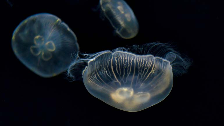 Jellyfish that can cause skin irritation