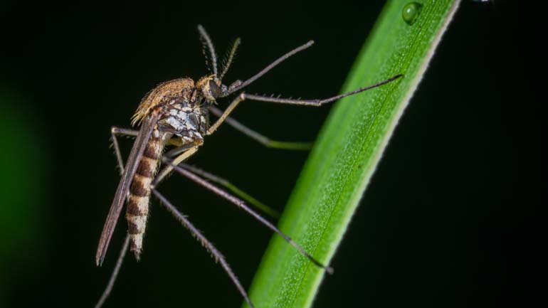 Mosquitos can transmit Dengue Fever in Raja Ampat