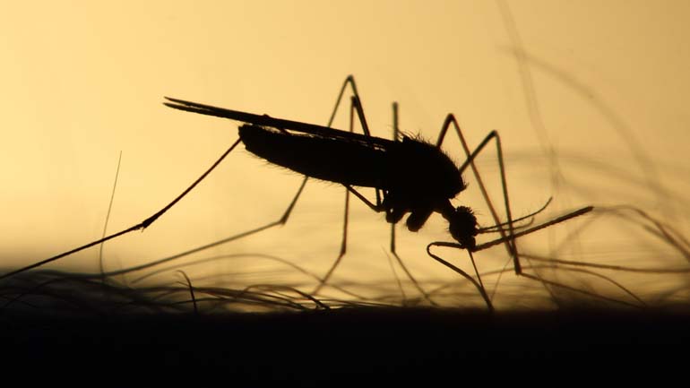 Mosquito bites can transmit Japanese Encephalitis