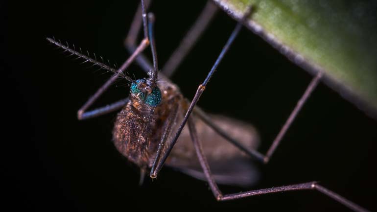 Some Mosquitos can transmit Malaria