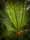 A large fern on Ayau island