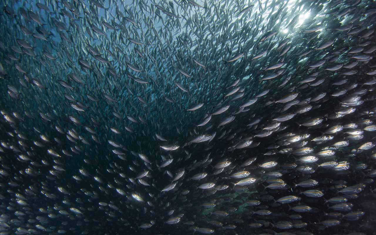 A shoal of baitfish off Batanta's western cape