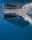 Whale shark feeding on anchovies