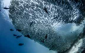 Underwater picture of a large shoal of fish in Raja Ampat