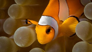 Anemone fish hiding in anemone